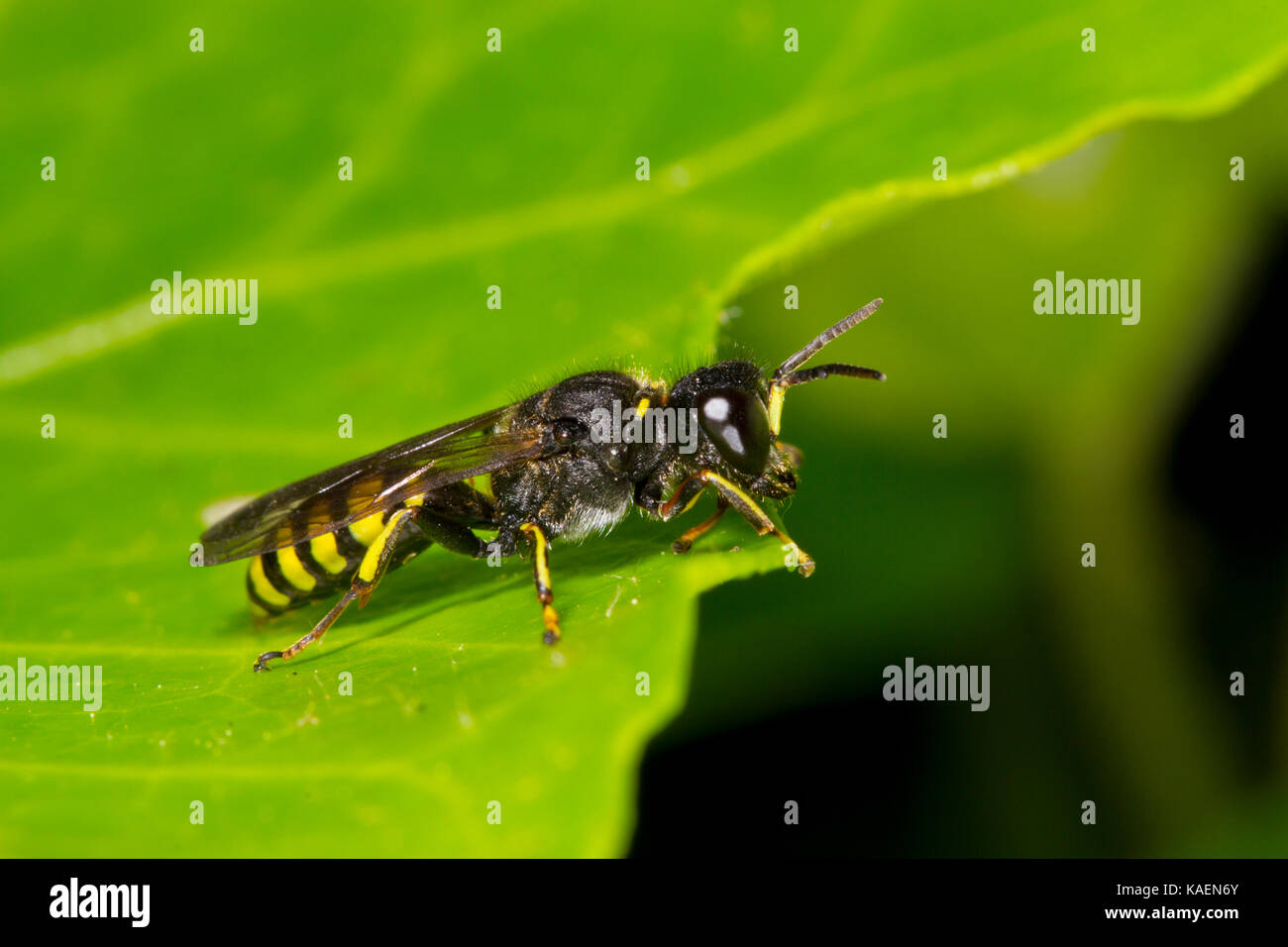 Vespe solitarie Crossocerus dimediatus maschio adulto. Powys, Galles. Giugno. Foto Stock