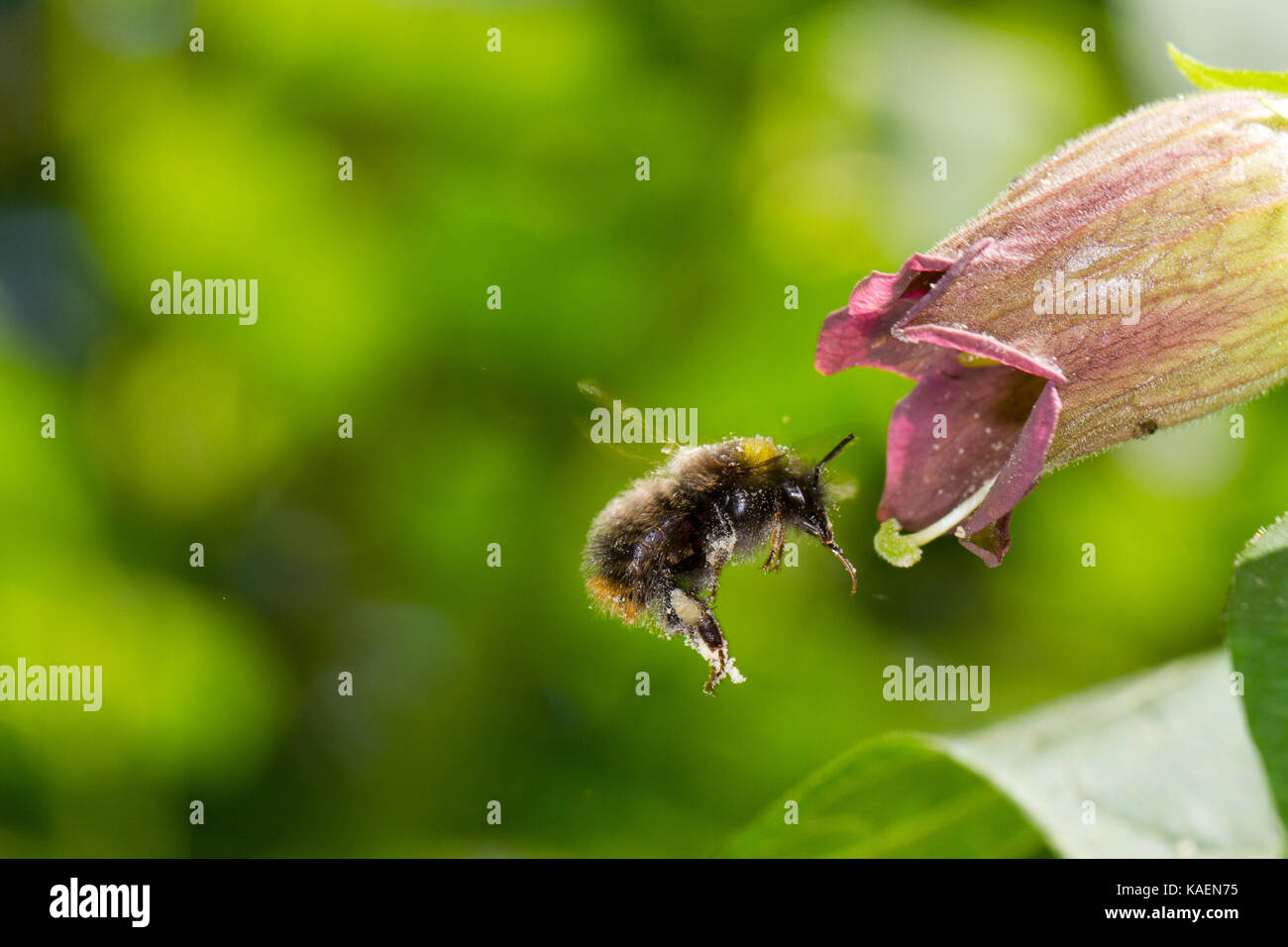 Inizio Bumblebee (Bombus pratorum) adulto lavoratore in volo dopo la poppata in un mortale Nightshade (Atropa belladonna) fiore. Sussex, Inghilterra. Giugno. Foto Stock