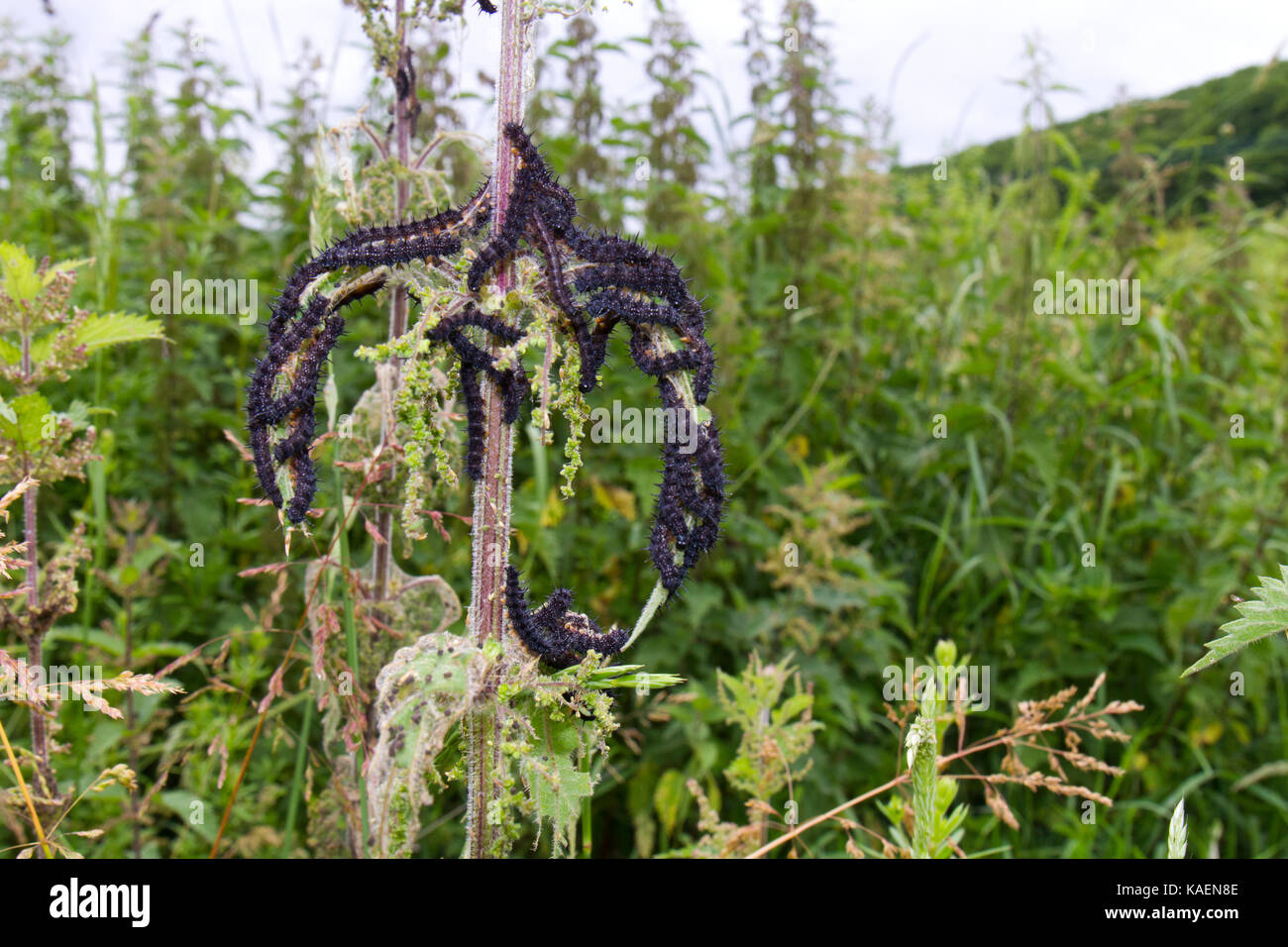 Farfalla pavone (Aglais io) larve gregariously alimentazione su ortica (Urtica dioica). Powys, Galles. Giugno. Foto Stock