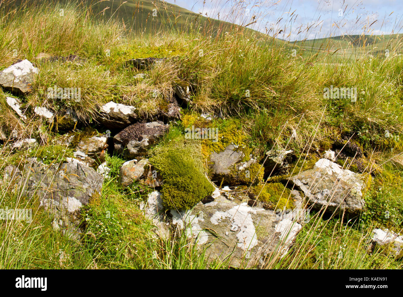 La pietra e la parete di fondo erboso con crescente muschi ed erbe in una zona di montagna. Nei pressi di Nant-y-moch serbatoio. Ceredigion, Galles. Luglio. Foto Stock