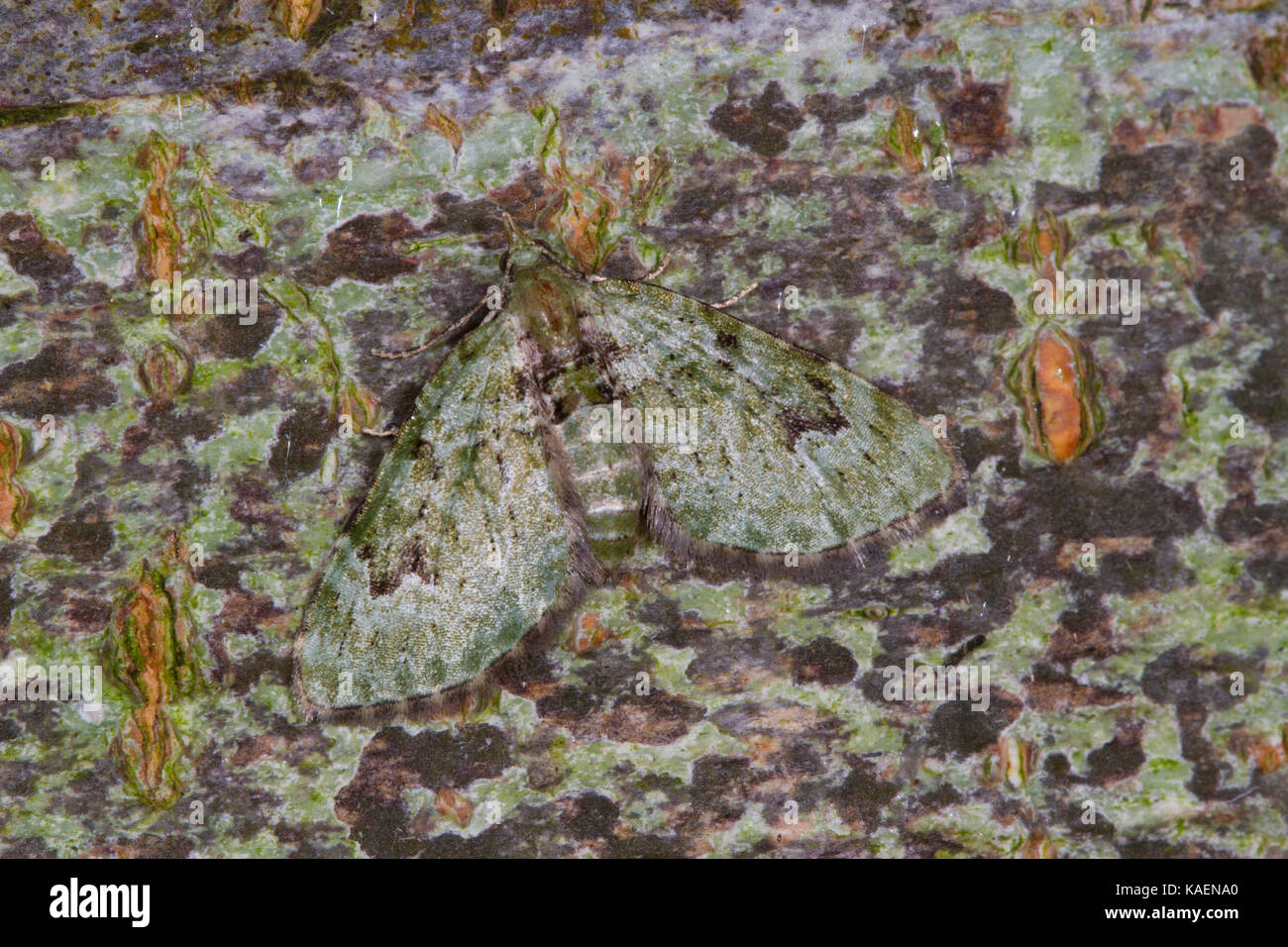 V-pug (Chloroclystis v-ata) falena adulta in appoggio sul tronco di un bosco di faggi. Powys, Galles. Luglio. Foto Stock