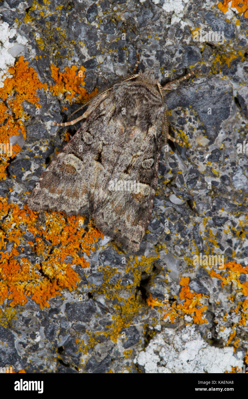 Dusky Brocade (Apamea remissa) falena adulta in appoggio su una parete. Powys, Galles. Luglio. Foto Stock