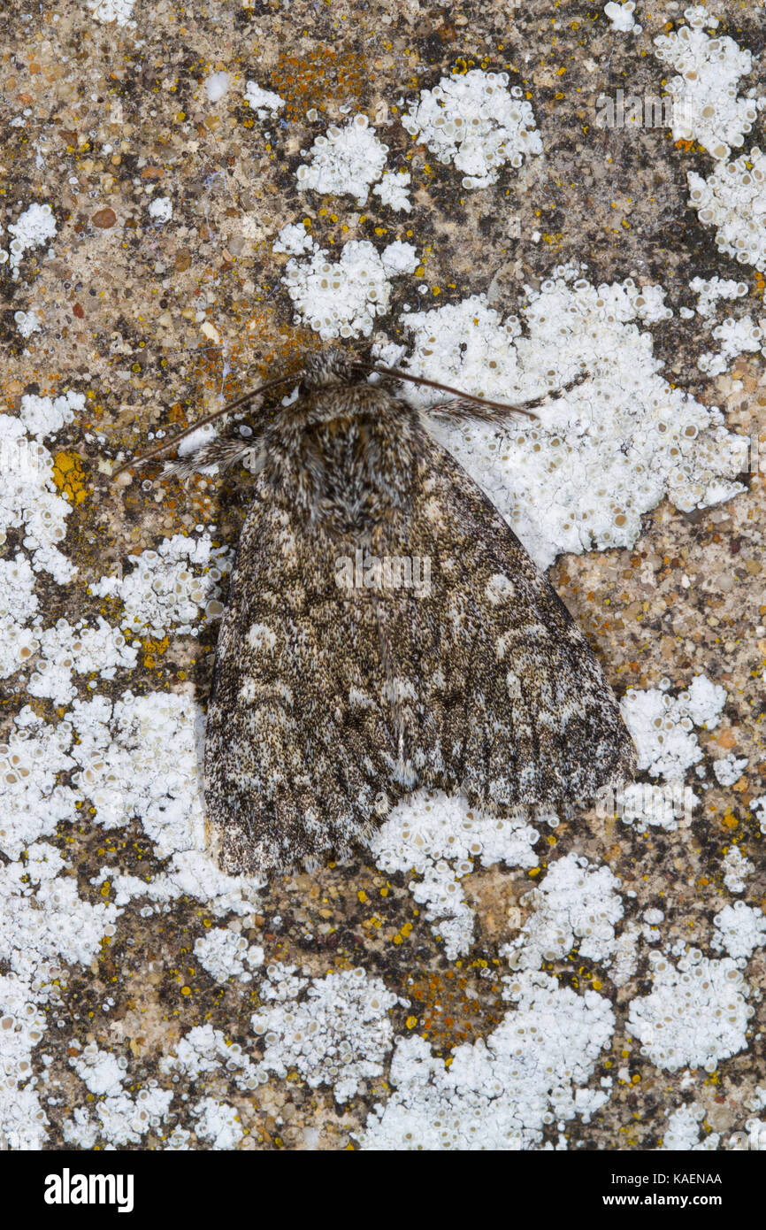 Il PIOPPO grigio (Subacronicta megacephala) falena adulta in appoggio su una parete. Powys, Galles. Luglio. Foto Stock