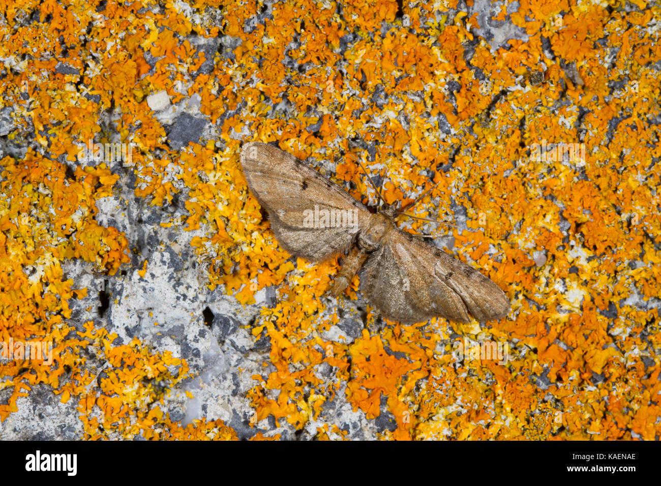 Assenzio Pug (Eupithecia absinthiata) falena adulta in appoggio su una parete. Powys, Galles. Luglio. Foto Stock