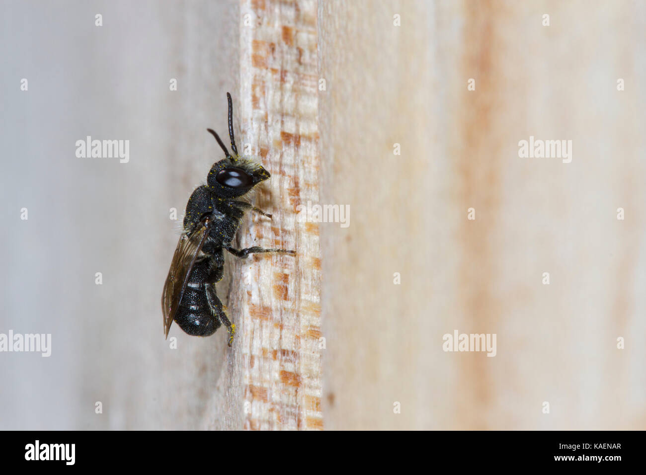 A testa larga-resina bee (Heriades truncorum) maschio adulto in appoggio sul legno morto. Suffolk, Inghilterra. Luglio. Foto Stock