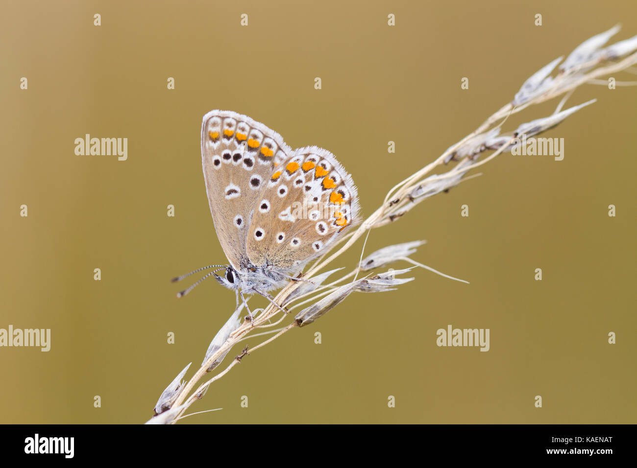 Comune di Blue Butterfly (Polyommatus icarus) femmina adulta resina sull'erba seedhead. Suffolk, Inghilterra. Luglio. Foto Stock