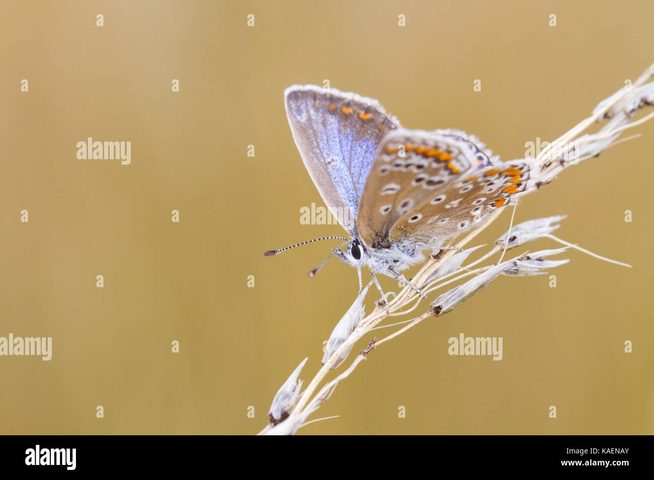 Comune di Blue Butterfly (Polyommatus icarus) femmina adulta resina sull'erba seedhead. Suffolk, Inghilterra. Luglio. Foto Stock