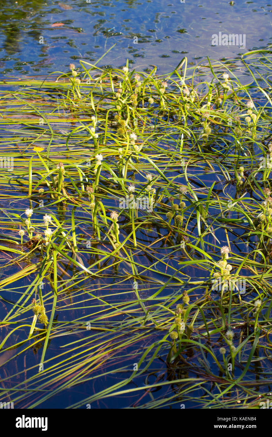 Floating Bur-reed (Sparganium angustifolium) fioritura in un laghetto di montagna. Powys, Galles. Luglio. Foto Stock