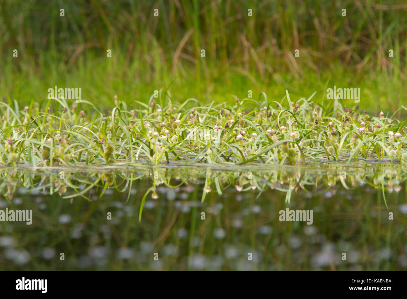 Floating Bur-reed (Sparganium angustifolium) fioritura in un laghetto di montagna. Powys, Galles. Luglio. Foto Stock