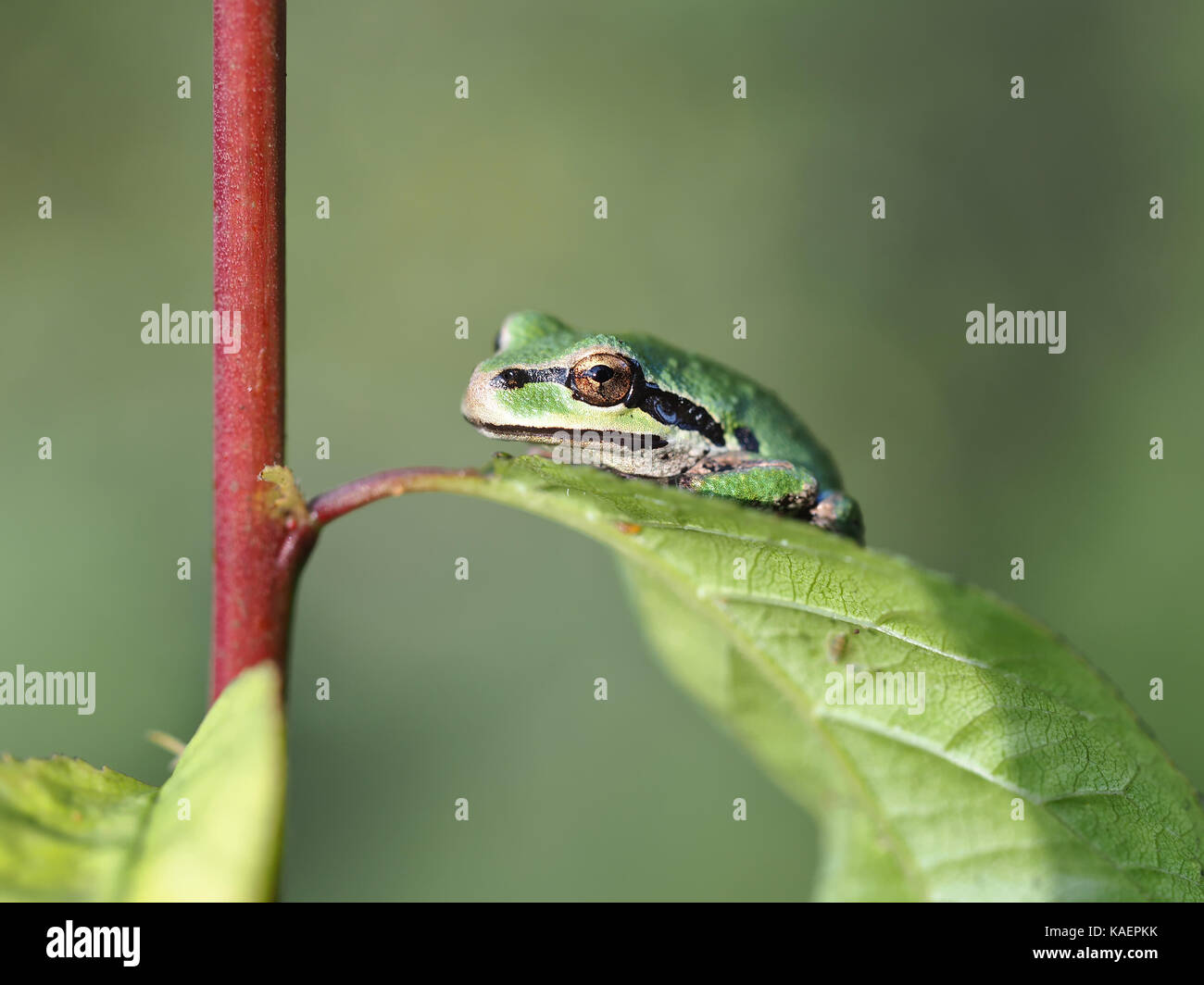 Wild piccolo coro del Pacifico (rana Pseudacris regilla, colore verde morph) appollaiate su una foglia di Billy Frank Jr. Nisqually National Wildlife Refuge Foto Stock