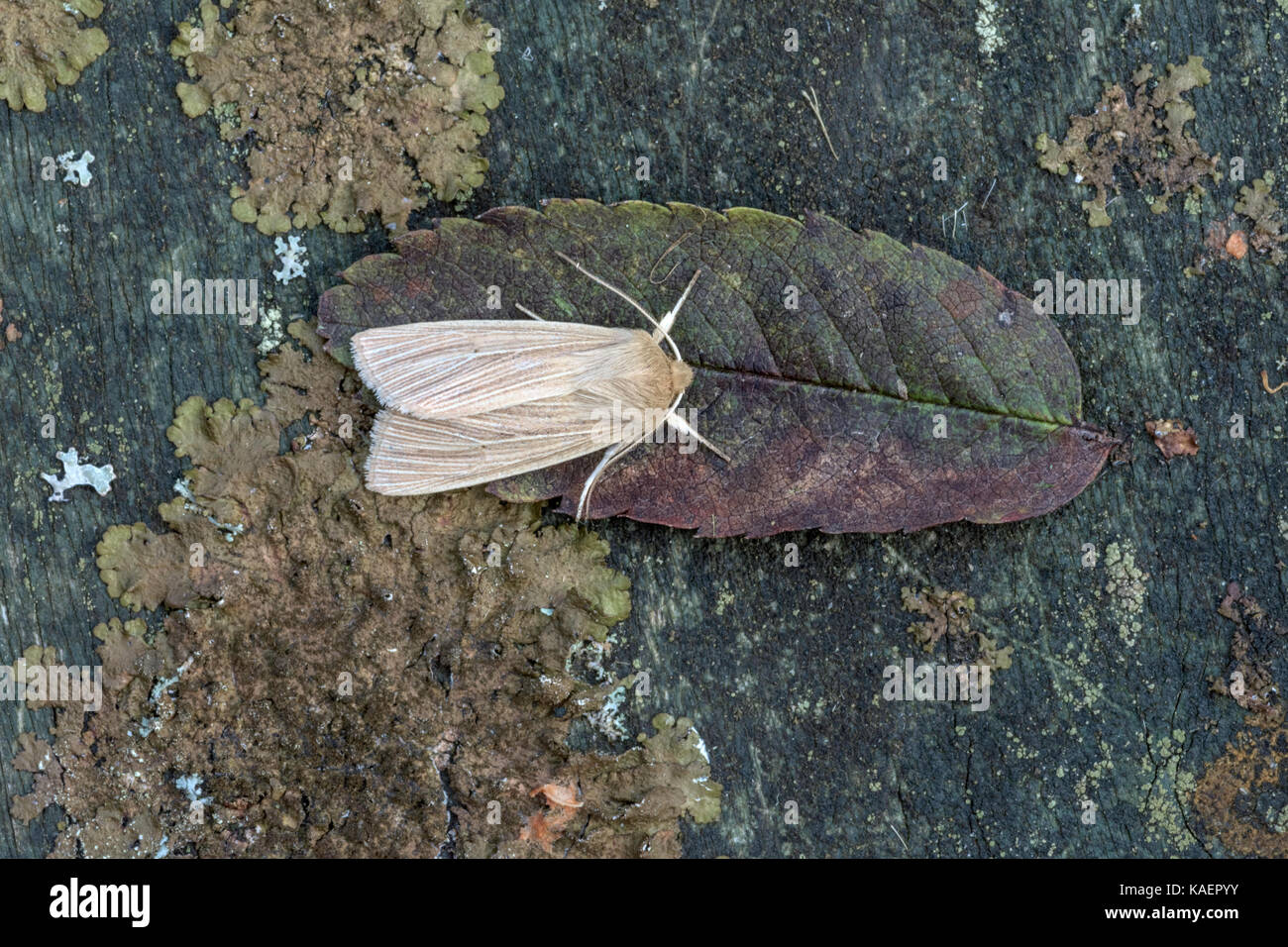Specie di falena appoggiata su una foglia morta in Norfiolk. Foto Stock