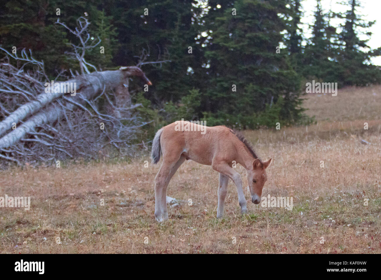 Wild Horses - baby puledro colt su sykes ridge in pryor montagne Wild Horse gamma sul confine del montana e del Wyoming negli Stati Uniti Foto Stock