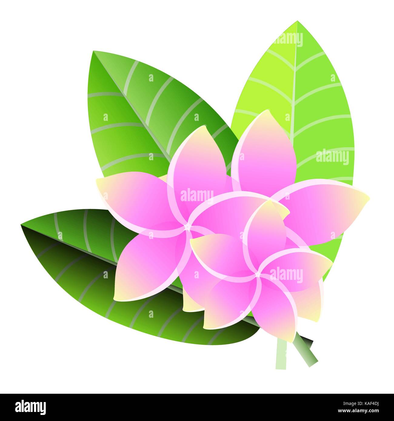 Il frangipani rosa su sfondo bianco. Illustrazione Vettoriale