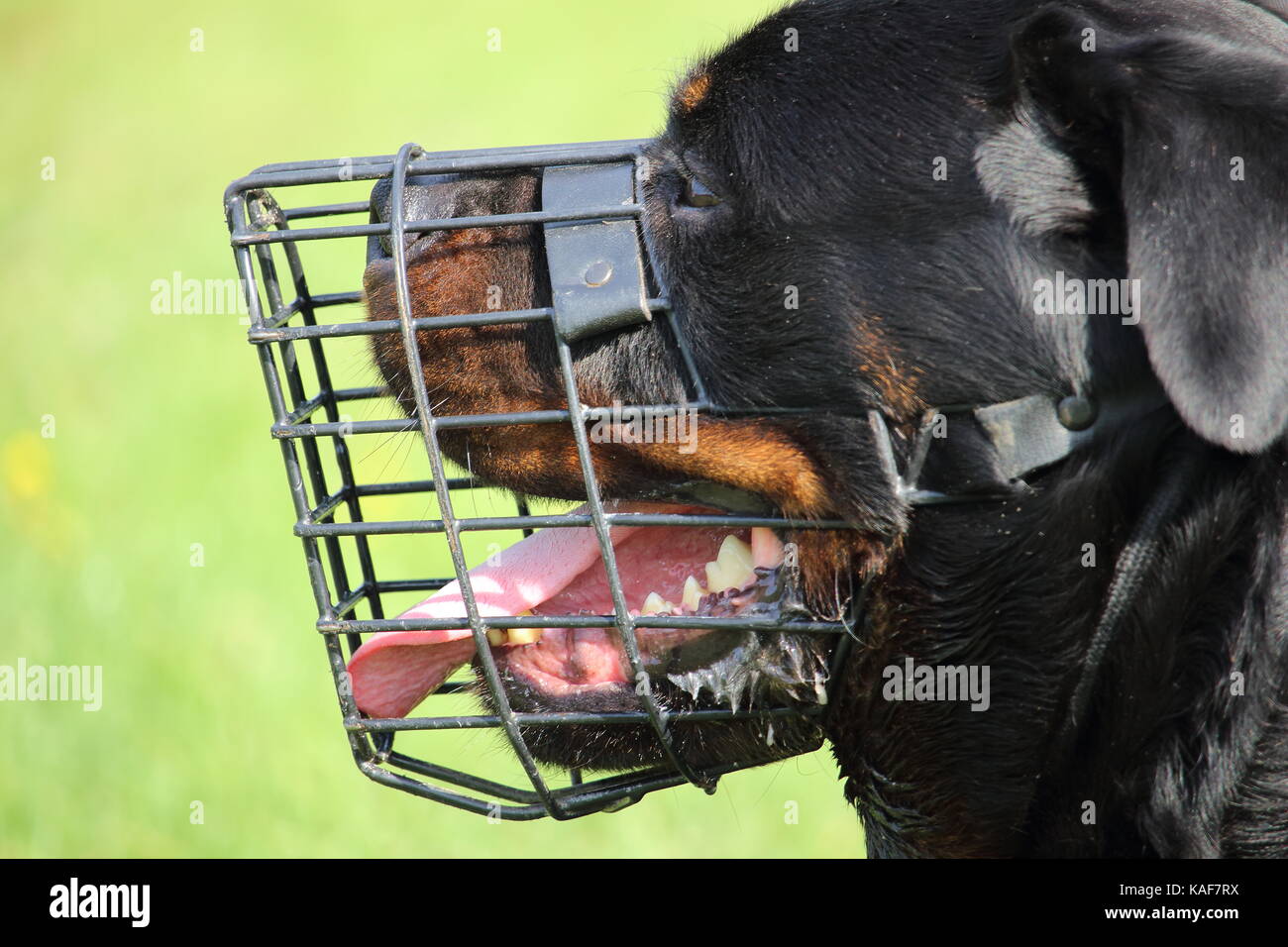 Profilo della testa di un cane Rottweiler con un muso a maglia Foto Stock