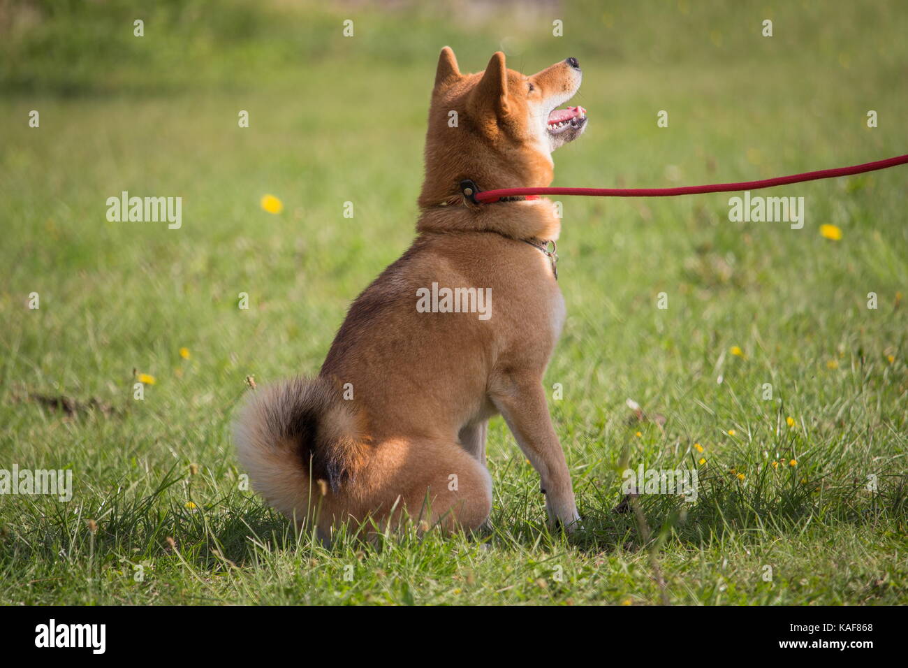 Un Shiba Inu cane si siede e attende un ordine dal suo maestro Foto Stock