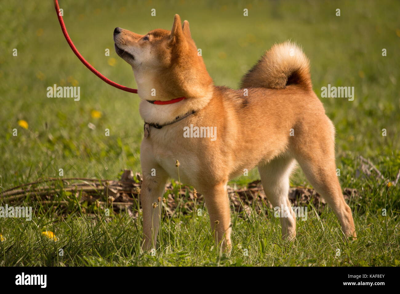 Un Shiba Inu cane in una posizione eretta e ascoltare il suo maestro Foto Stock