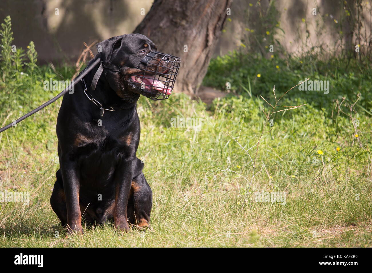Un cane Rottweiler seduta con museruola e guinzaglio Foto Stock
