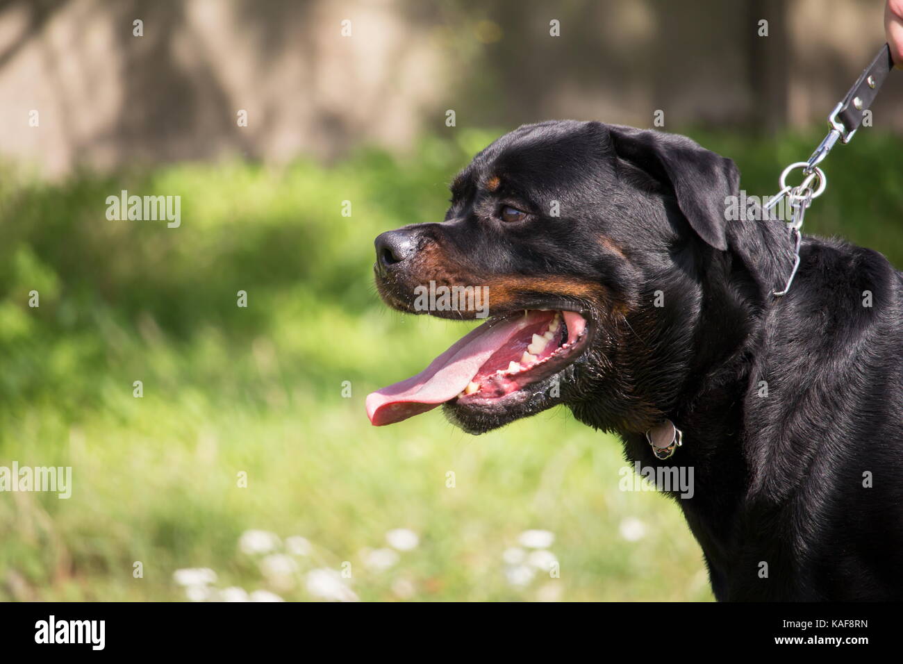 Profilo di un rottweiler cane con un guinzaglio Foto Stock