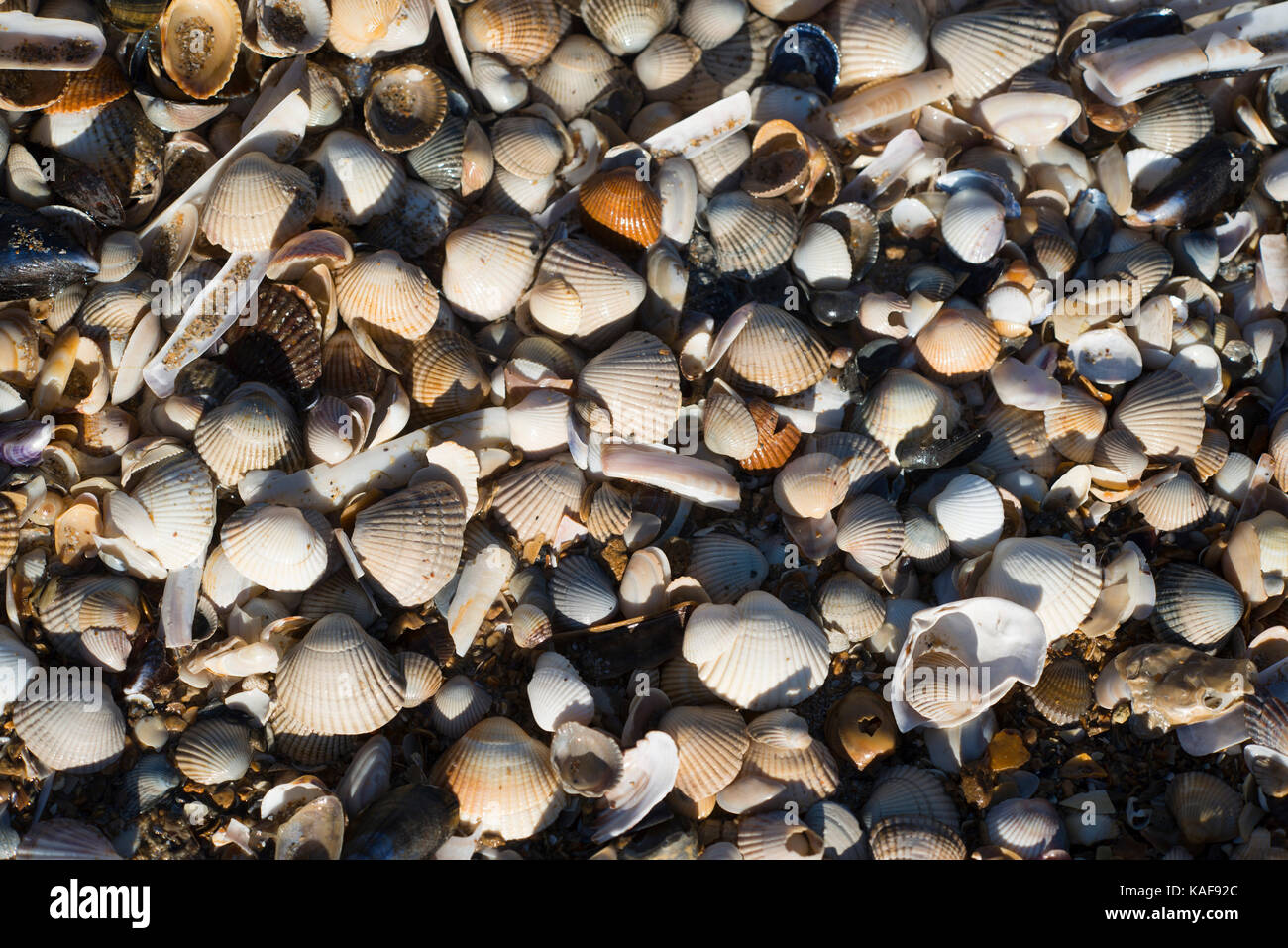Conchiglie sulla spiaggia con la bassa marea in Luc-sur-Mer (nord-ovest della Francia), lungo la costa normanna 'Côte de Nacre': cardidi e gusci di rasoio, Ensis sp. *** Foto Stock