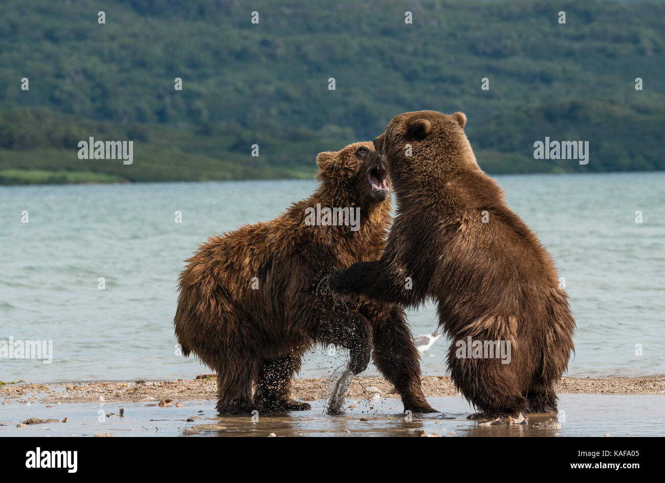 Due maschio orso bruno in lotta per il predominio, curili lago, kamchatka, Russia. Foto Stock