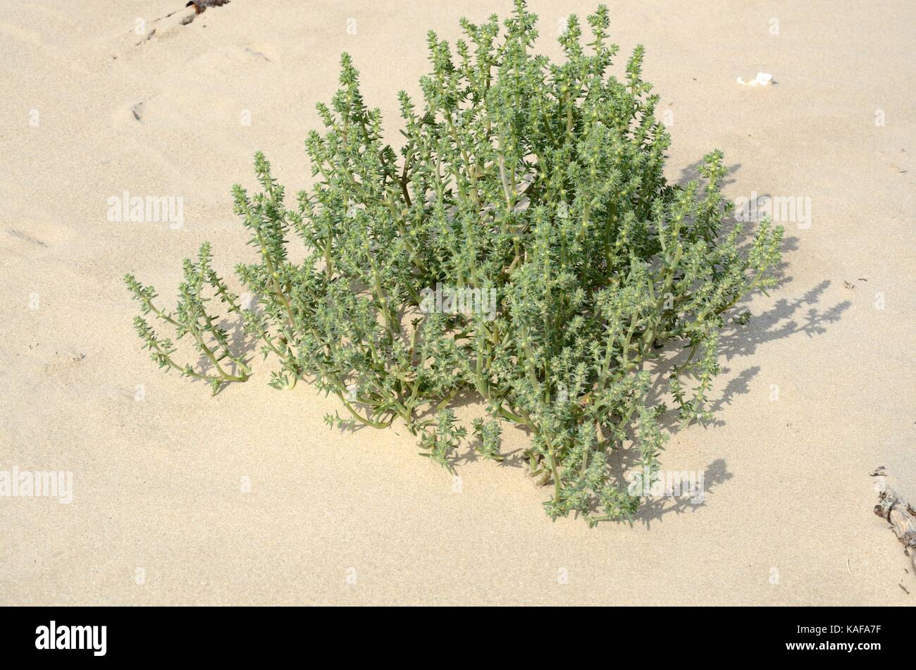 Saltwort Salsola kali crescente sull'embrione dune Pembrey Burrows e Saltings natura locale riserva costiera Millenium Park llanelli Wales UK Foto Stock