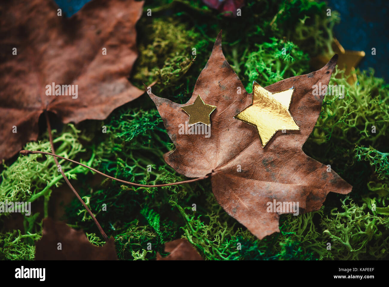 Foglie di autunno su un verde muschio con stelle dorate. rientrano la testata con copia spazio nei toni freddi. close-up di leaf texture. Foto Stock