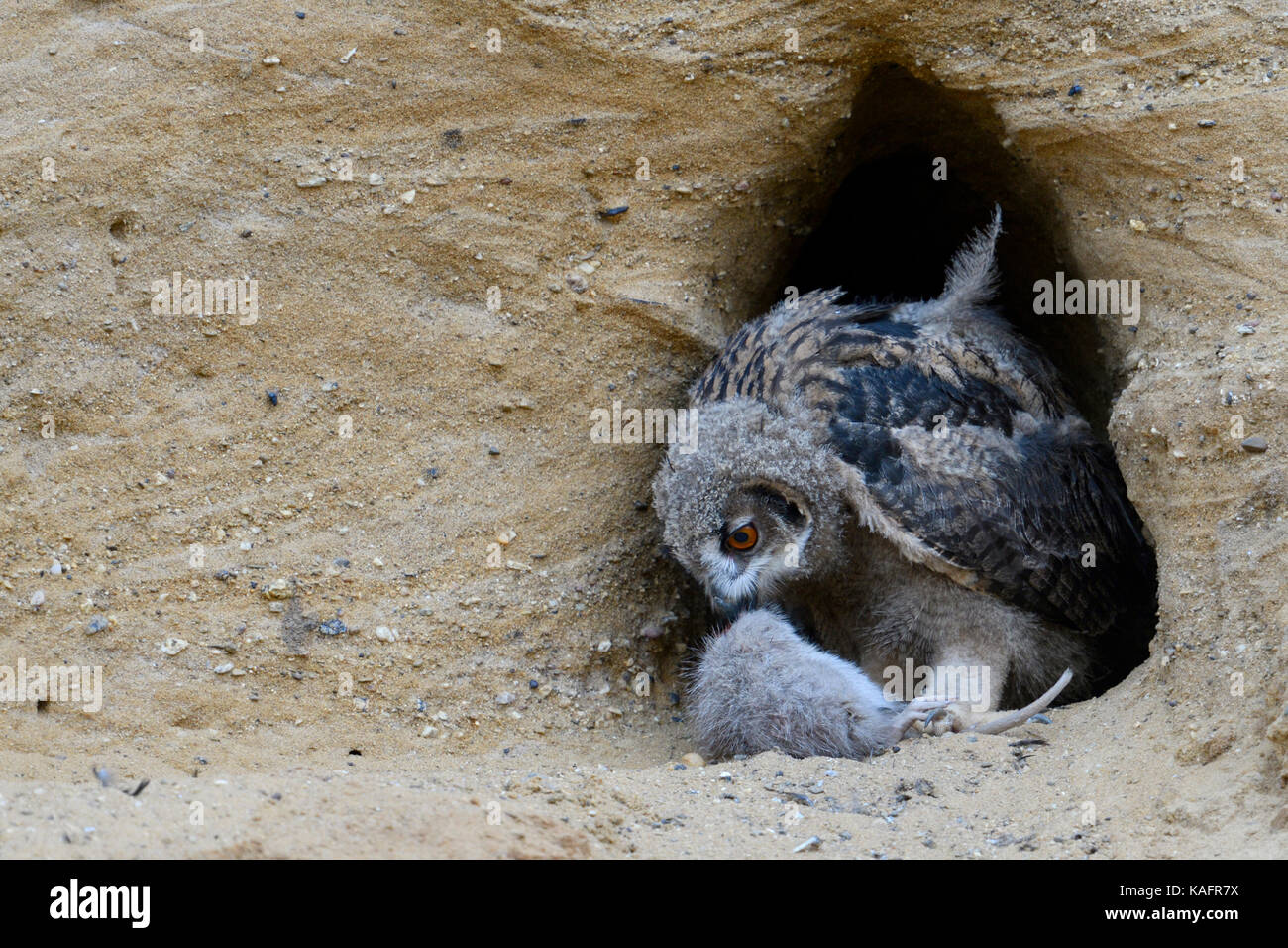 Gufo reale / europaeischer uhu ( Bubo bubo ), giovani chick in corrispondenza del suo sito di nidificazione, alimentazione su un roditore, fauna selvatica, l'Europa. Foto Stock