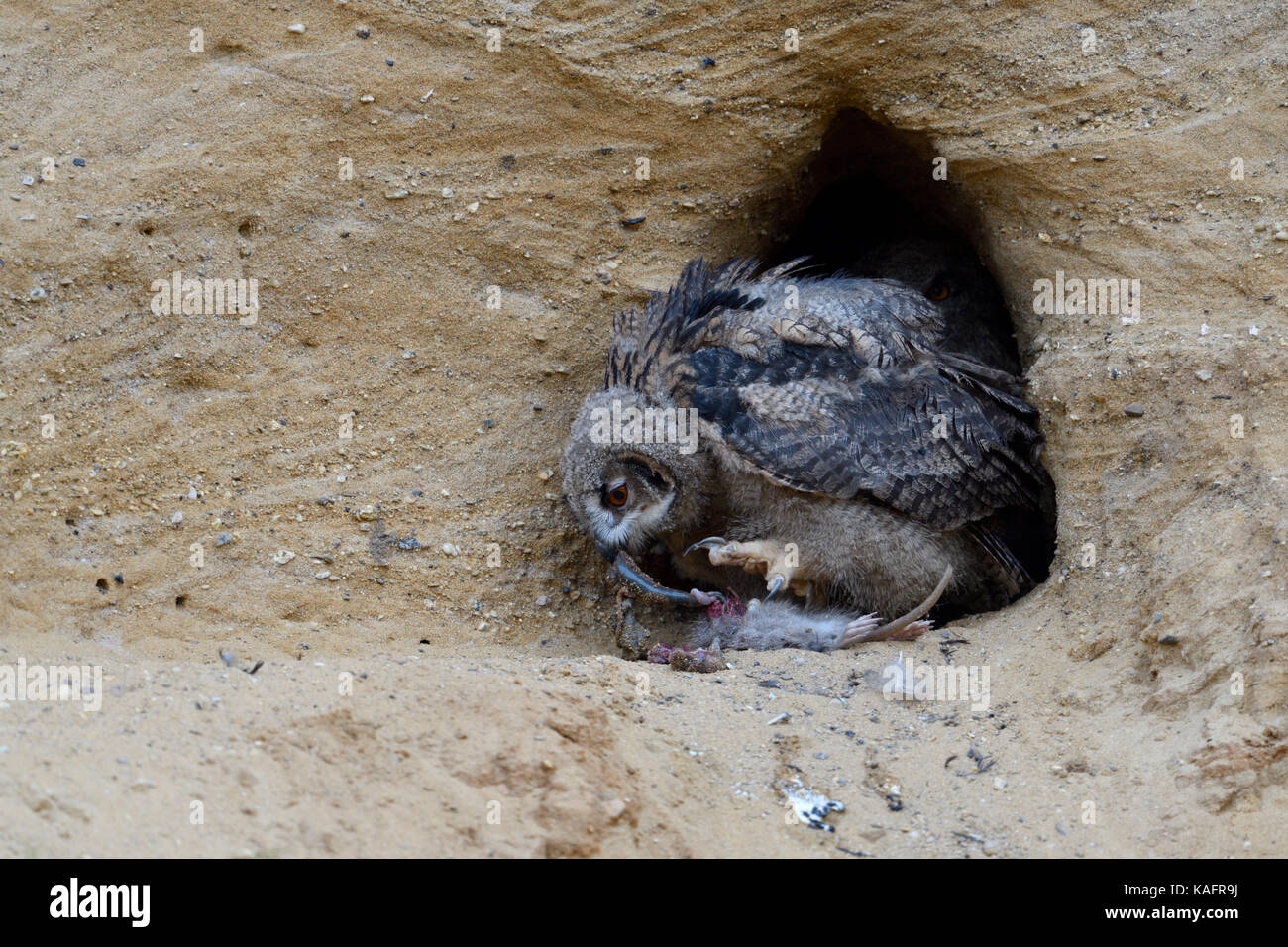 Gufo reale / europaeischer uhu ( Bubo bubo ), giovane pulcino al sito di nidificazione, alimentazione sulla preda ( nutria ), la fauna selvatica, l'Europa. Foto Stock