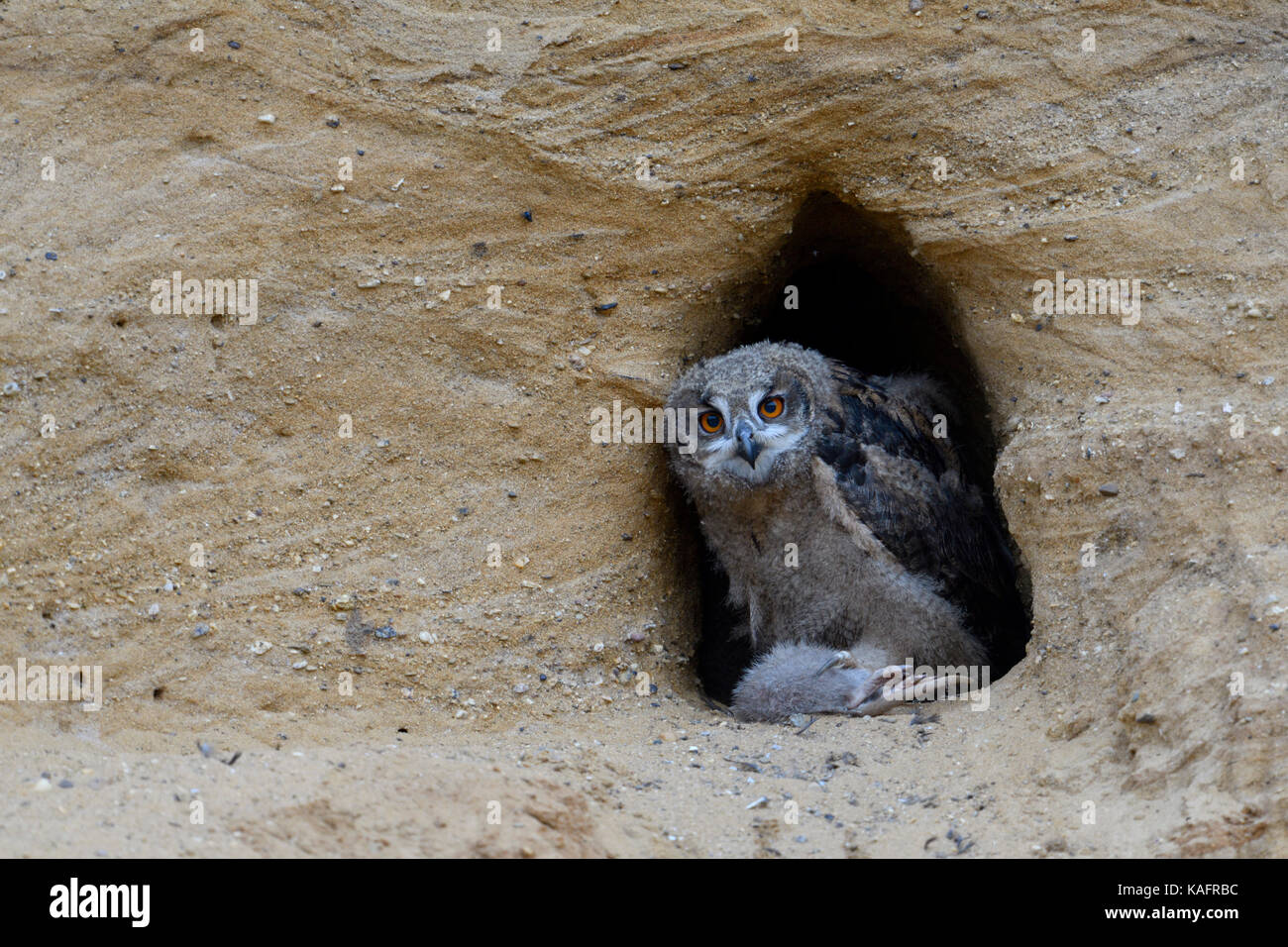 Gufo reale / europaeischer uhu ( Bubo bubo ), owlet al sito di nidificazione, alimentazione sulla preda ( nutria ), la fauna selvatica, l'Europa. Foto Stock