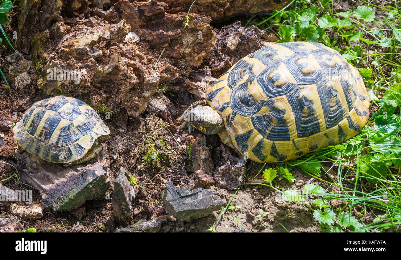 Geochelone sulcata African spronato / tartaruga sulcata tartaruga (Geochelone sulcata) nativi a bordo meridionale del deserto del Sahara, Foto Stock