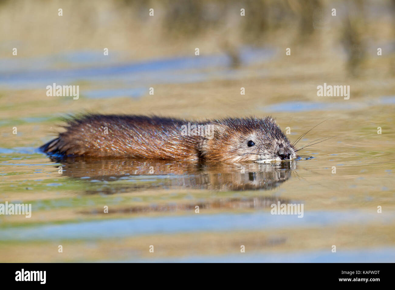 Topo muschiato (Ondatra zibethicus) nuotare in acque poco profonde Foto Stock