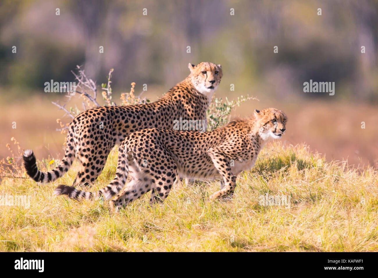 Ghepardo (Acinonyx jubatus) , due quasi gli animali adulti la caccia Foto Stock