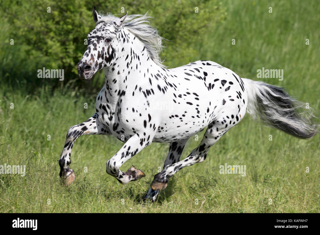 Knabstrup cavallo. Adulto stallone al galoppo su un pascolo. Austria Foto Stock