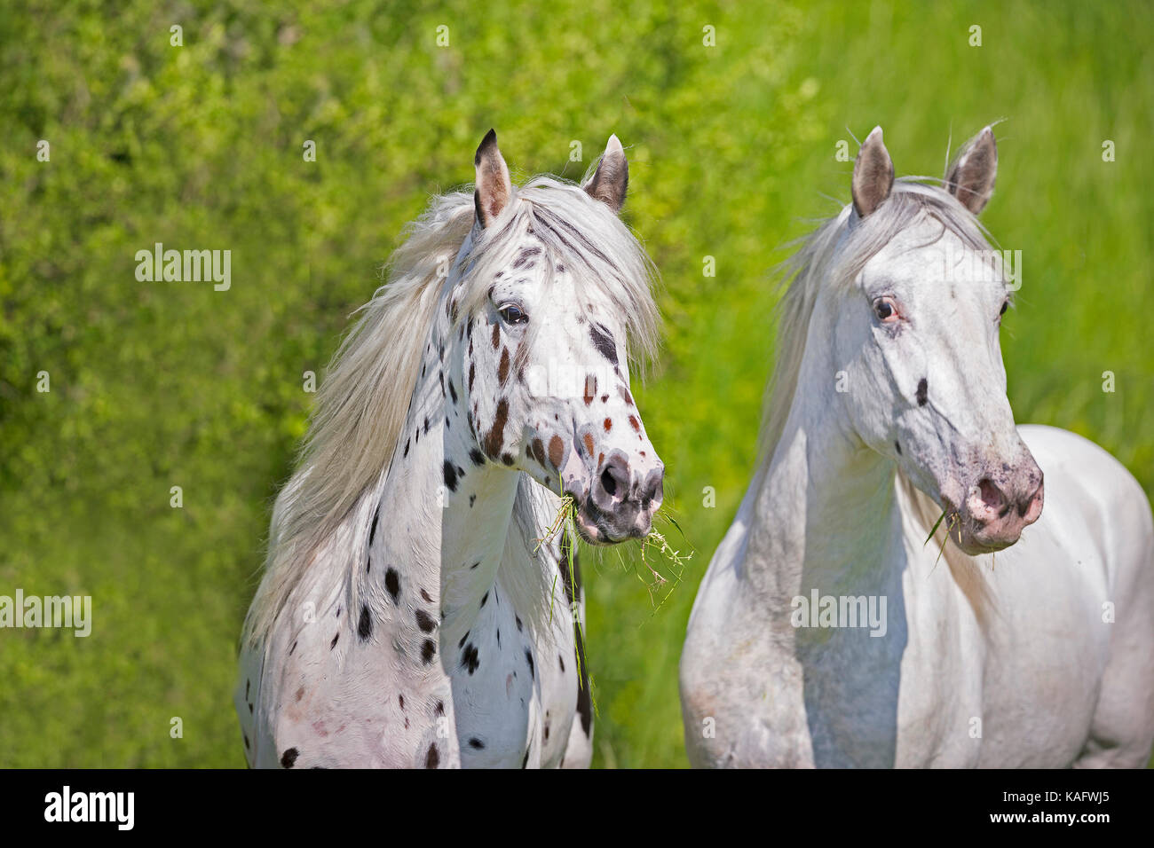 Knabstrup cavallo. Coppia di giovani stalloni su un pascolo, ritratto. Austria Foto Stock