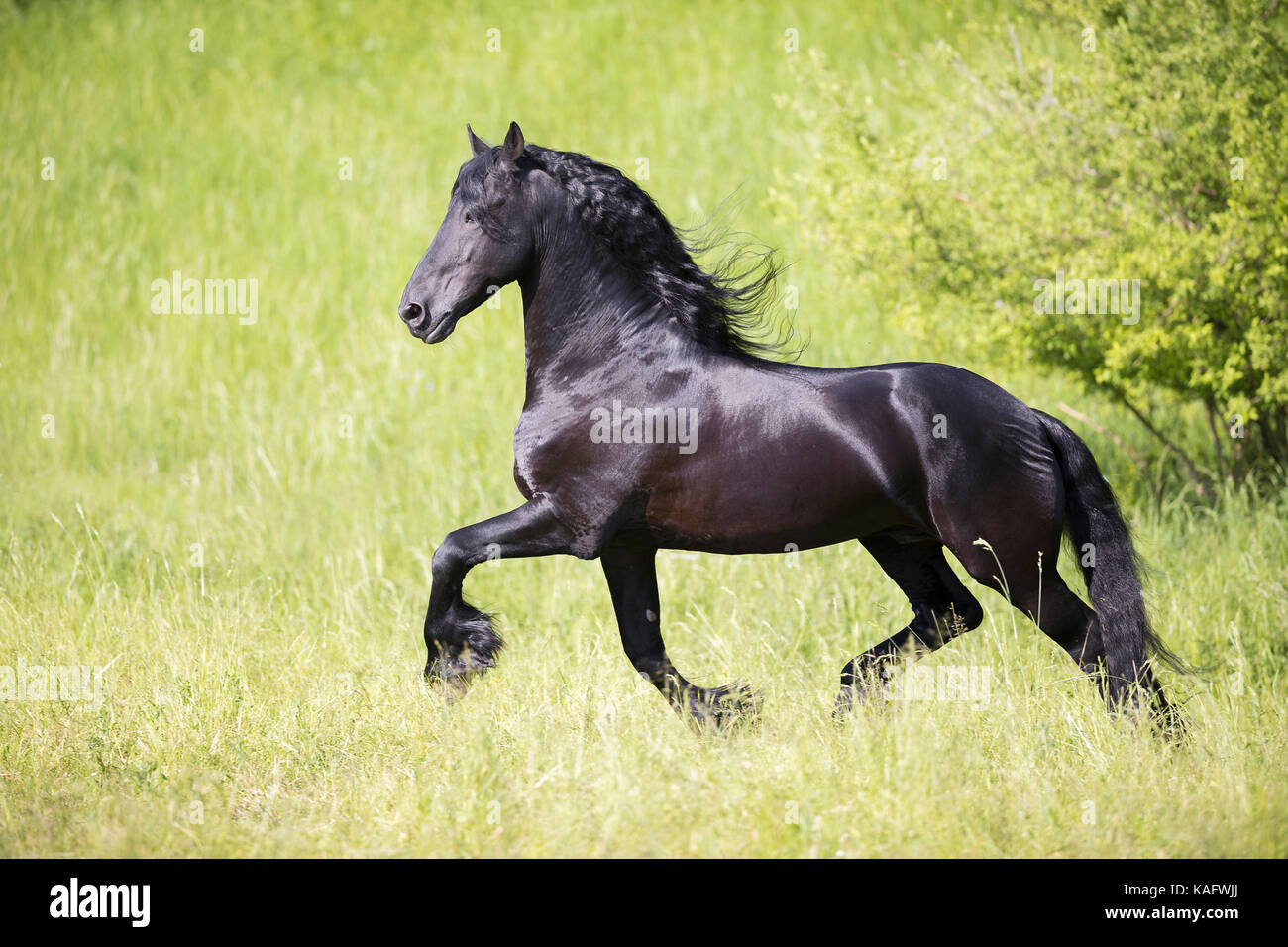 Il frisone cavallo. Stallone nero trotto su un prato. Austria Foto Stock