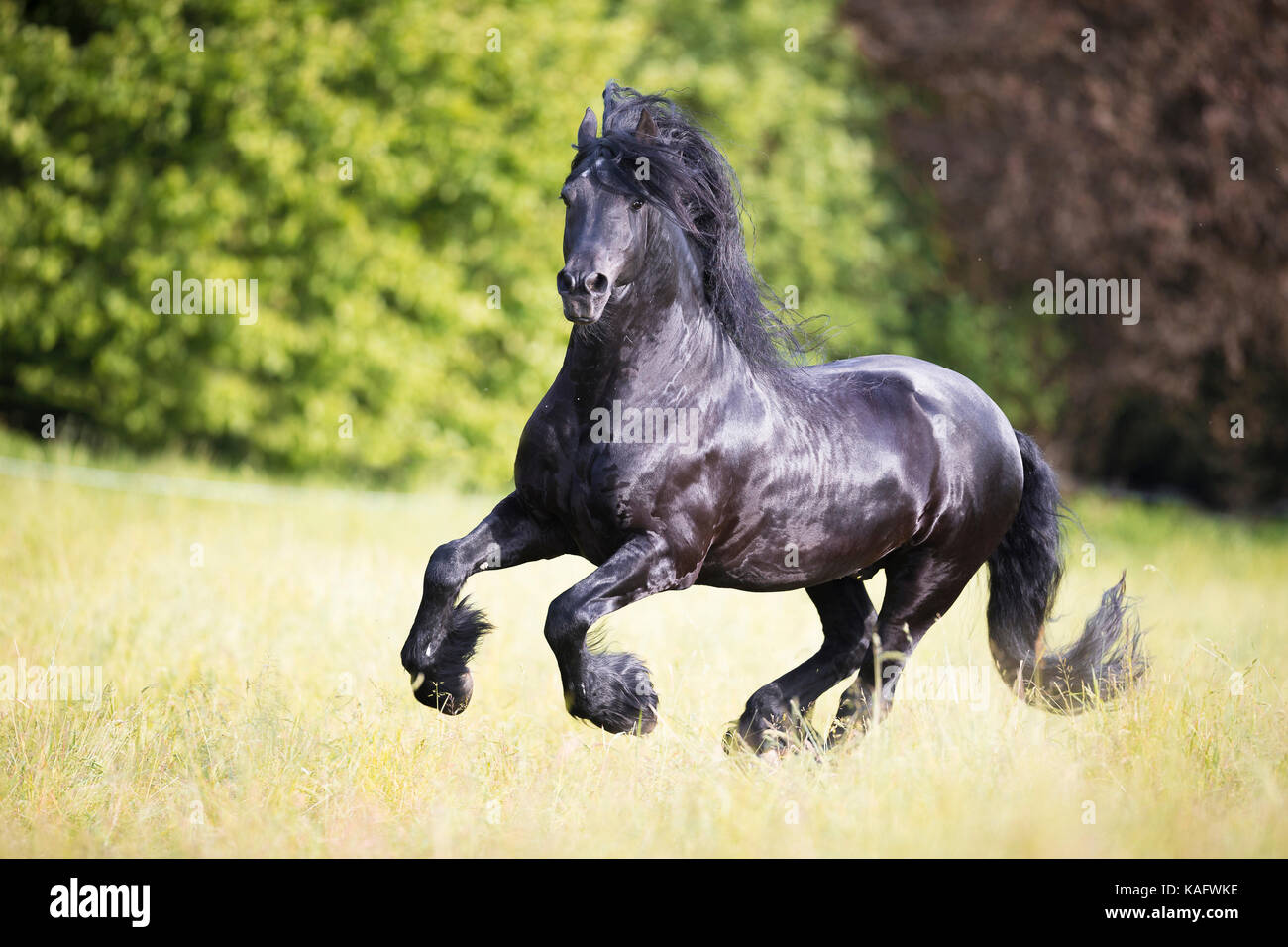 Il frisone cavallo. Stallone nero al galoppo su un prato. Austria Foto Stock