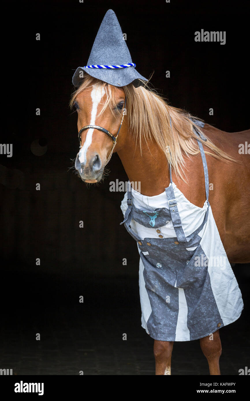 Arabian Horse. I capretti stallone di castagno vestito come Bavarian. Austria Foto Stock