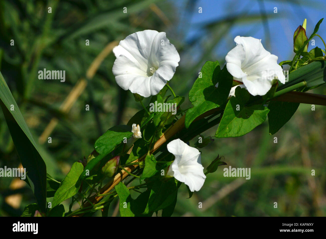 Hedge Centinodia (Calystegia sepium, Convolvulus sepium), fiore. Foto Stock