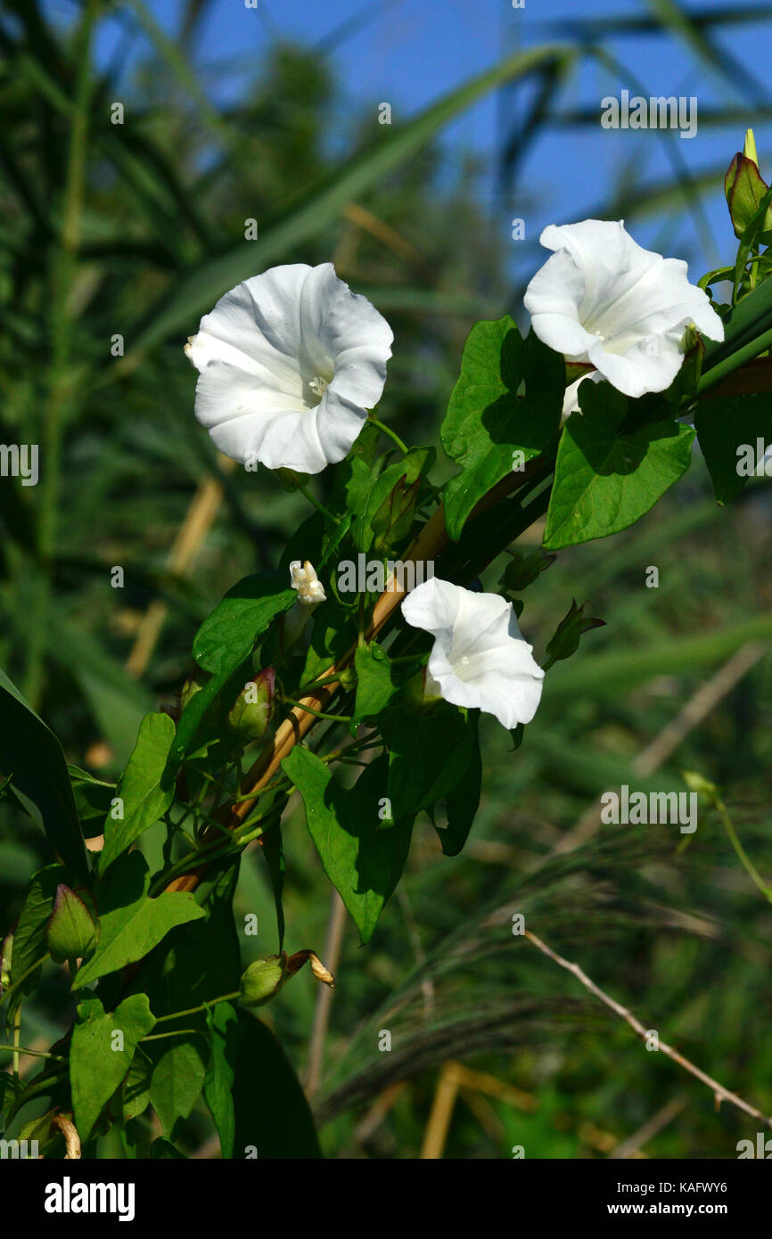 Hedge Centinodia (Calystegia sepium, Convolvulus sepium), fiore. Foto Stock
