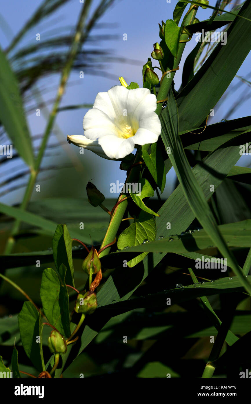 Hedge Centinodia (Calystegia sepium, Convolvulus sepium), fiore. Foto Stock