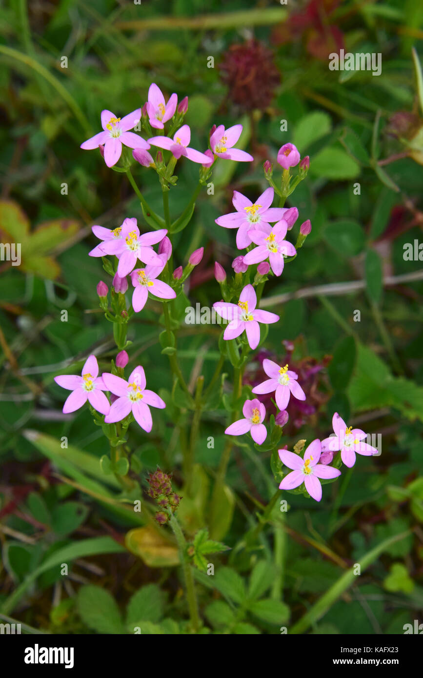 Comune (Centaury Centaurium quadrifolium, Centaurium erythaea), fioritura. Foto Stock