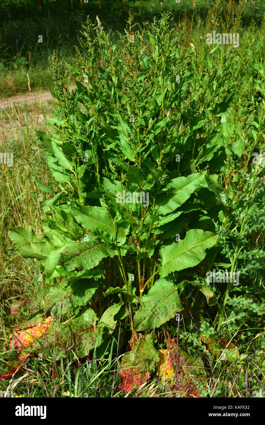 Impianto di fioritura di fondale amaro, bacino a foglie larghe, bacino a foglie taglienti, banchina a foglia o banchina di burro (Rumex obtusifolius) Foto Stock