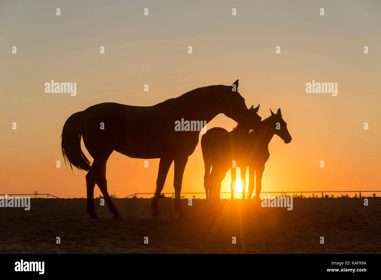 Puro Cavallo Spagnolo andaluso. Mare e due puledri in piedi su un pascolo, stagliano contro il sole di setting. Spagna Foto Stock
