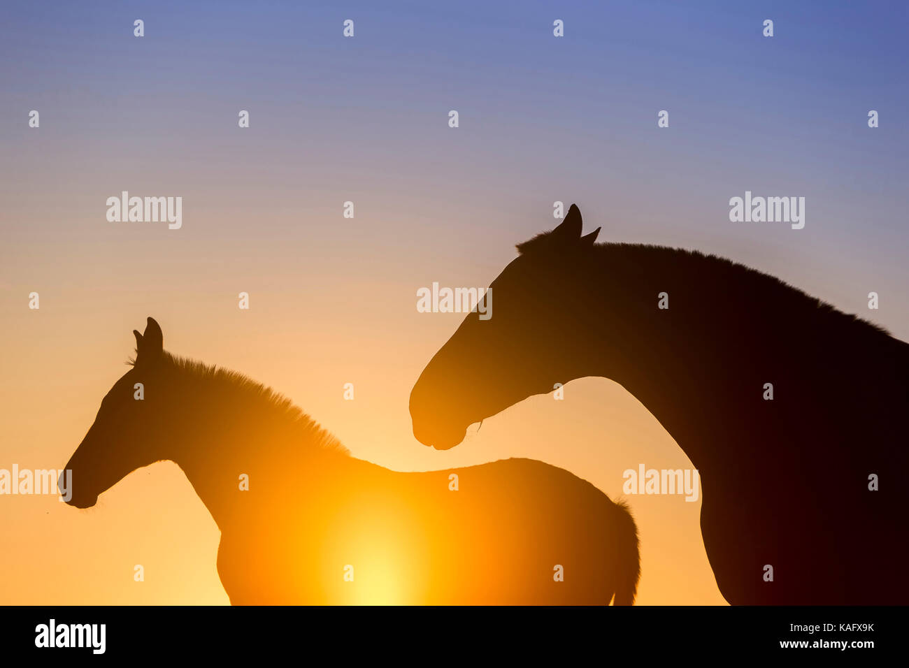 Puro Cavallo Spagnolo andaluso. Mare e puledro in piedi su un pascolo, stagliano contro il sole di setting. Spagna Foto Stock