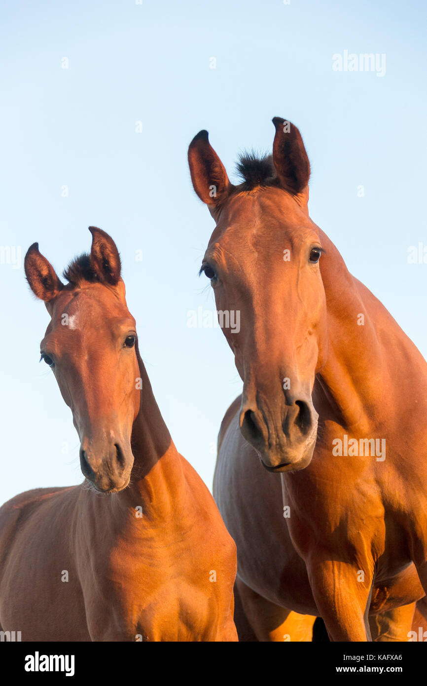 Puro Cavallo Spagnolo andaluso. Mare e puledro in piedi su un pascolo, guardando nella telecamera. Spagna Foto Stock