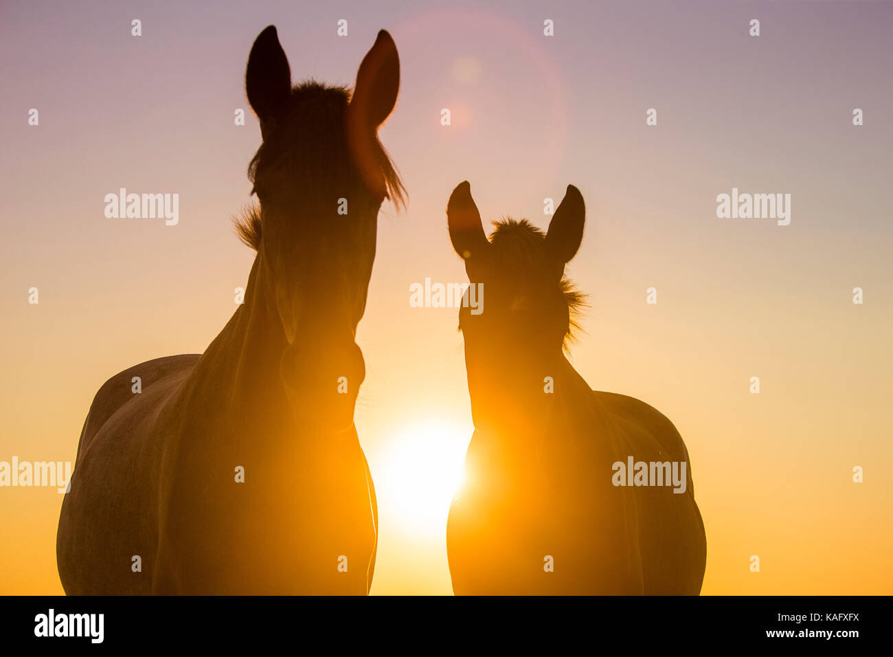 Puro Cavallo Spagnolo andaluso. Due capretti mares in piedi su un pascolo, stagliano contro il sole di setting. Spagna Foto Stock