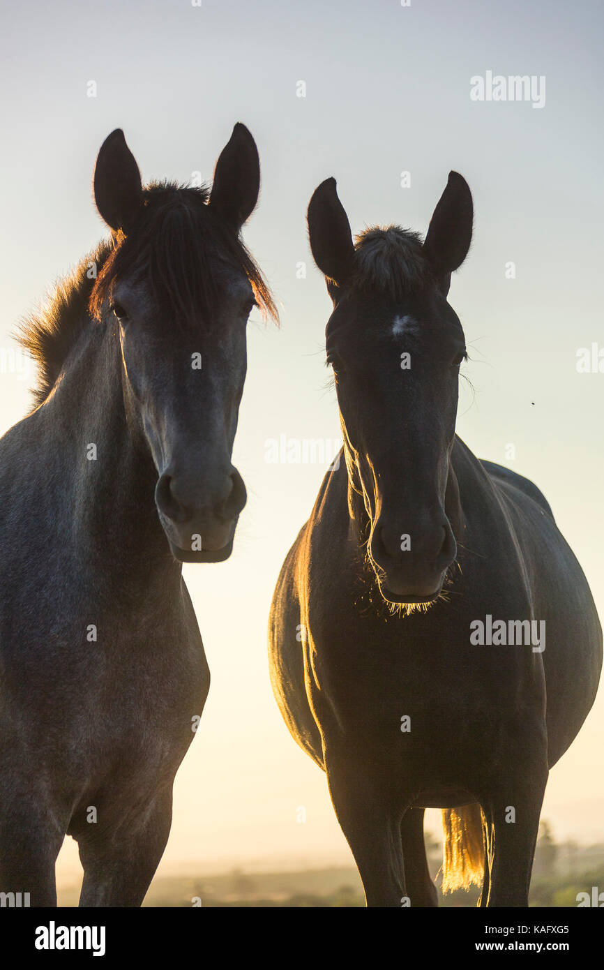 Puro Cavallo Spagnolo andaluso. Due capretti mares in piedi su un pascolo, stagliano contro il sole di setting. Spagna Foto Stock