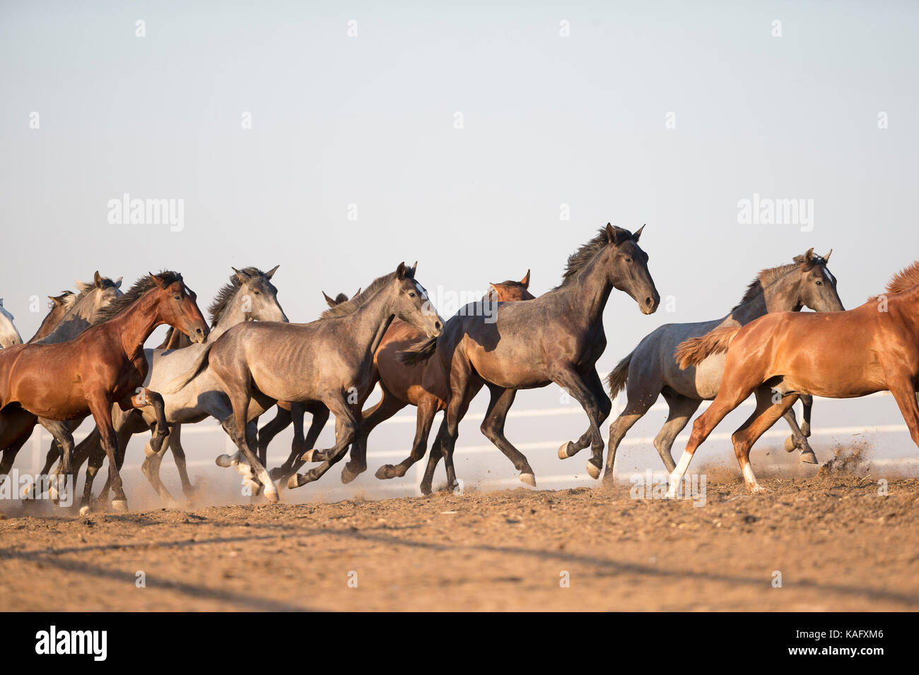Puro Cavallo Spagnolo andaluso. Allevamento di novellame di stalloni al galoppo sulla terra asciutta. Spagna Foto Stock