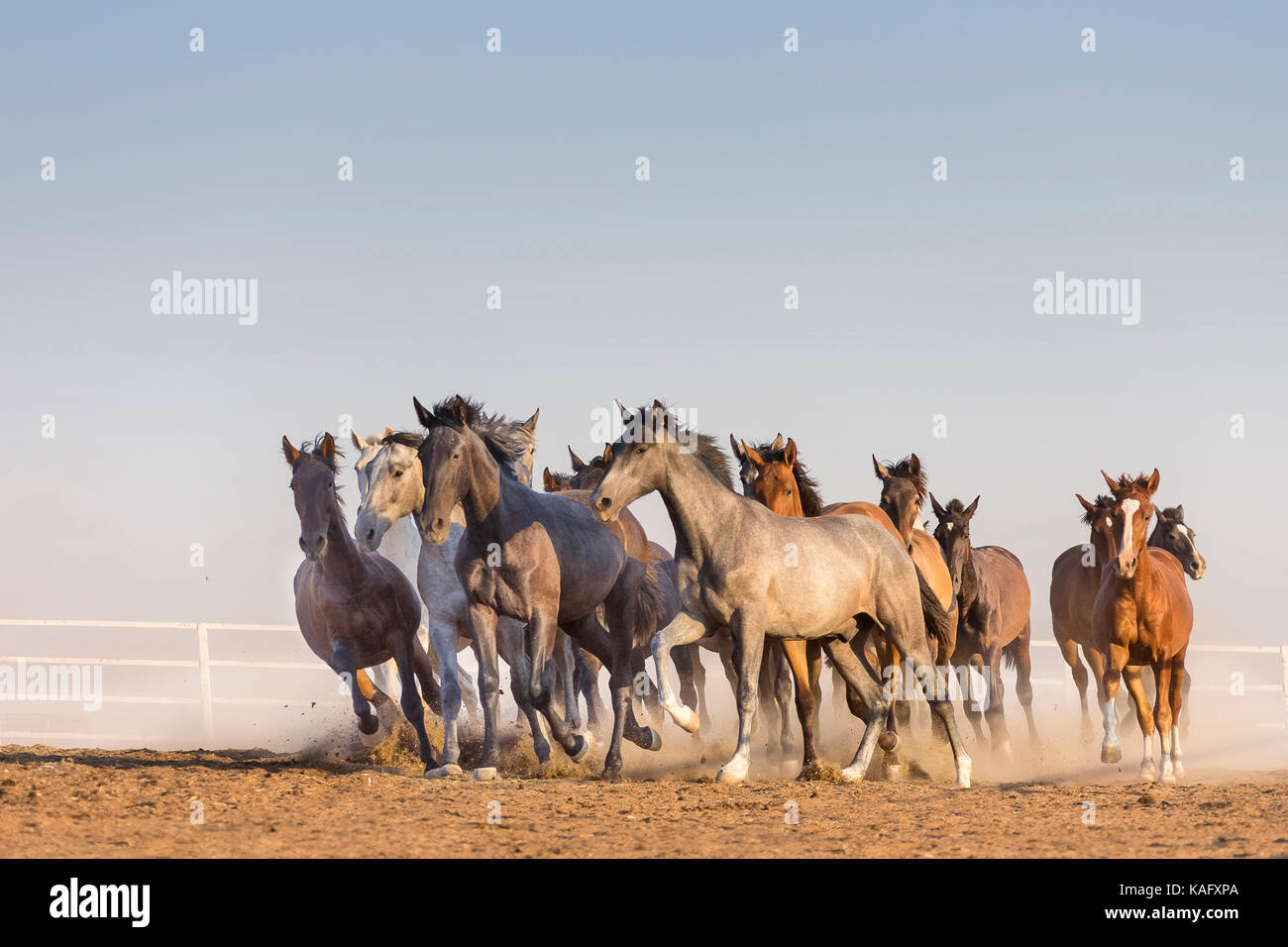 Puro Cavallo Spagnolo andaluso. Allevamento di novellame di stalloni al galoppo sulla terra asciutta. Spagna Foto Stock