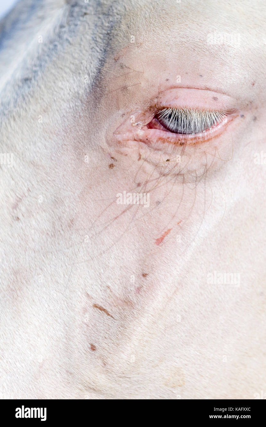 Puro Cavallo Spagnolo andaluso. Cremellos sono sensibili alla luce, close-up occhio di pf. Spagna Foto Stock